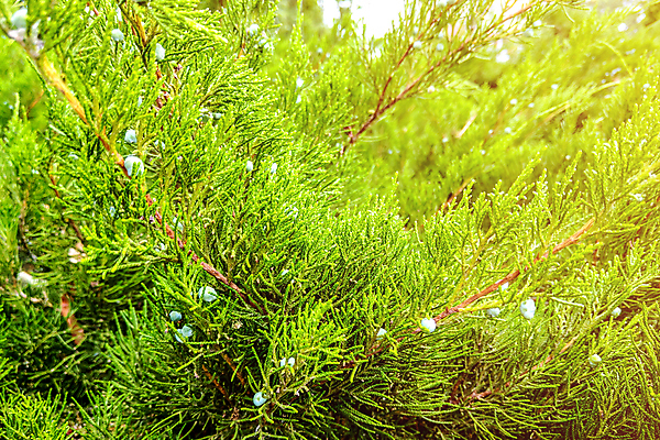 포토 JPG 해외이미지 나무 식물 디자인 계절 공원 꽃 백그라운드 잎 패턴 자연 사람없음 야외 장식 초록색 물 환경 정원 봄 카펫 성장 나뭇가지 신선 소나무 황금 숲 관목 질감 침엽수 내추럴 땅바닥 향나무 해외포토 자연요소 공공시설 컬러 무늬 바닥 생태계 파일형식 이미지허브