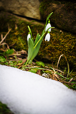 포토 JPG 해외이미지 식물 계절 공원 꽃잎 꽃 백그라운드 겨울 꽃무늬 봄꽃 전구 자연 날씨 새로움 초원 사람없음 야외 초록색 햇빛 뷰티 우주 정원 봄 성장 벚꽃 흰색 신선 개화 숲 부드러움 내추럴 블러 스노드롭 헌병 해외포토 공공시설 컬러 컨셉 무늬 태양 군인 감각 생태계 파일형식 이미지허브