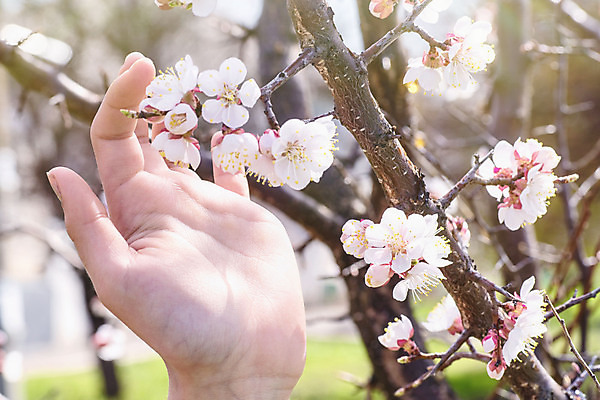 포토 JPG 해외이미지 주간 손 공원 꽃잎 근접촬영 야외 신체부위 봄 낭만 벚꽃 잡기 개화 해외포토 자연요소 계절 공공시설 꽃 뷰포인트 컨셉 모션 사람 파일형식 이미지허브