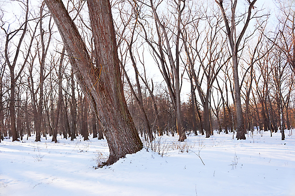 포토 JPG 해외이미지 나무 식물 계절 공원 줄기 백그라운드 겨울 자연 날씨 건조 풍경 사람없음 야외 가로 뷰티 환경 냉동 검은색 침묵 추위 흰색 나뭇가지 전원 시골 시간 숲 12월 지루함 서리 장면 지역 멀리 1월 벌거벗은 옛날 눈내림 전경 해외포토 공공시설 감정 컬러 눈_날씨 소리 날짜 전기에너지 생태계 파일형식 탑뷰 이미지허브