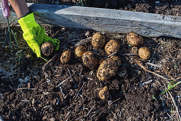 포토 JPG 해외이미지 주간 손 밭 감자 들기 야외 신체부위 농작물 흙 수확 해외포토 자연요소 농업 채소 모션 사람 파일형식 이미지허브