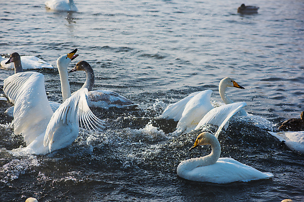 포토 JPG 해외이미지 주간 호수 물결 사람없음 야외 수면 백조 날갯짓 해외포토 자연요소 조류 물 파일형식 이미지허브