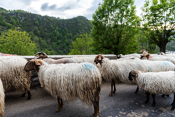 포토 JPG 해외이미지 동물 응시 시선 공원 얼굴 농업 포유류 자연 새로움 털 육류 사람없음 초록색 농장 가축 흰색 시골 양 개 군중 양고기 양모 고립 밭일 전국 국경 해외포토 공공시설 산업 컬러 컨셉 식재료 사람 신체부위 직물 생태계 파일형식 이미지허브