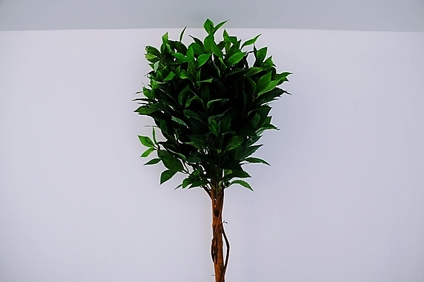 포토 JPG 해외이미지 나무 식물 라이프스타일 디자인 계절 별 리본 벽 백그라운드 겨울 건축양식 휴가 새로움 바닥 아파트 주택 실내 선물 사람없음 내부 목재 장식 초록색 빛 상자 산타클로스 우주 꽃병 공백 방 흰색 연도 질감 만들기 리빙 진짜 카피스페이스 해외포토 자연요소 건축 꽃 컬러 컨셉 크리스마스 재료 모션 건물 생활 파일형식 이미지허브