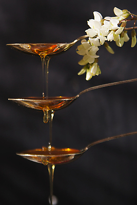 포토 JPG 해외이미지 사람없음 숟가락 흐름 달콤 아카시아 아카시아꽃 해외포토 나무 꽃 컨셉 수저 맛 파일형식 이미지허브