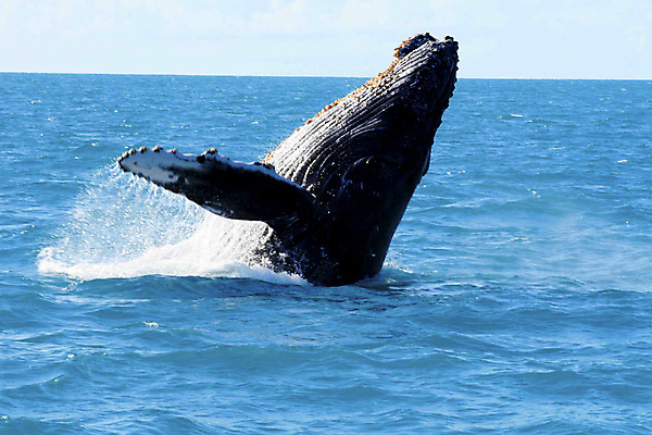 포토 JPG 해외이미지 동물 바다 포유류 자연 표면 사람없음 물 수중 수영 연구원 고래 다이빙 해외포토 자연요소 직업 수중동물 수상스포츠 생태계 수중스포츠 파일형식 이미지허브