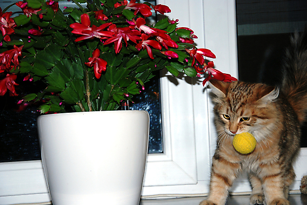 포토 JPG 해외이미지 동물 공원 장난 포유류 발 자연 수염 주택 털 따뜻함 사람없음 야외 빨간색 초록색 파란색 반려동물 달리기 머리 귀여움 점프 고양이 줄무늬 회색 흰색 표현 모피 꼬리 얼룩무늬 솜털 동물상 발톱 해외포토 공공시설 컬러 컨셉 무늬 모션 건물 신체부위 조형물 생태계 파일형식 이미지허브