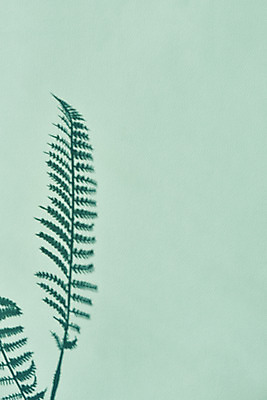 포토 JPG 스튜디오촬영 식물 백그라운드 잎 실내 그림자 누끼 사람없음 오브젝트 몽환 초록배경 국내포토 컨셉 내부 초록색 파일형식