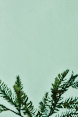 포토 JPG 스튜디오촬영 식물 백그라운드 잎 실내 그림자 누끼 사람없음 오브젝트 몽환 초록배경 국내포토 컨셉 내부 초록색 파일형식