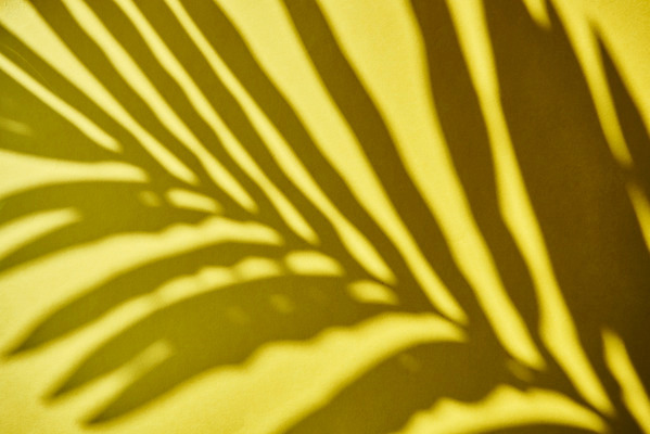 포토 JPG 스튜디오촬영 식물 백그라운드 잎 실내 그림자 누끼 사람없음 오브젝트 노란배경 몽환 국내포토 컨셉 내부 노란색 파일형식