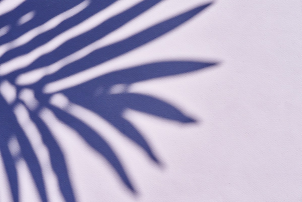 포토 JPG 스튜디오촬영 식물 백그라운드 잎 실내 그림자 누끼 사람없음 오브젝트 보라색배경 몽환 국내포토 컨셉 내부 보라색 파일형식