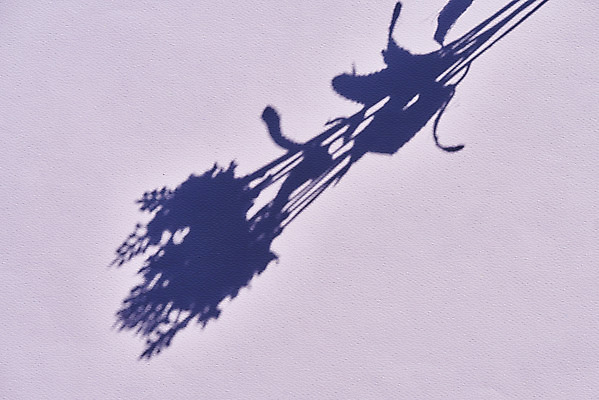 포토 JPG 스튜디오촬영 식물 백그라운드 잎 실내 그림자 누끼 사람없음 오브젝트 보라색배경 몽환 국내포토 컨셉 내부 보라색 파일형식