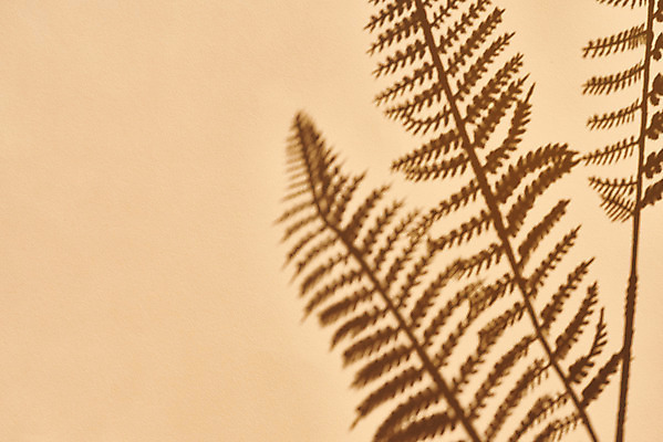 포토 JPG 스튜디오촬영 식물 백그라운드 잎 실내 그림자 누끼 사람없음 오브젝트 몽환 베이지색배경 국내포토 컨셉 내부 베이지색 파일형식