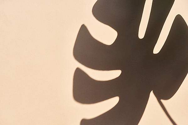 포토 JPG 스튜디오촬영 식물 백그라운드 잎 실내 그림자 누끼 사람없음 오브젝트 몽환 베이지색배경 국내포토 컨셉 내부 베이지색 파일형식