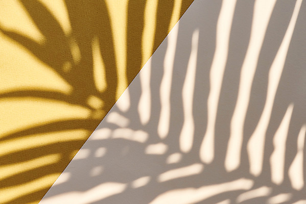 포토 JPG 스튜디오촬영 식물 백그라운드 잎 실내 그림자 누끼 사람없음 오브젝트 노란배경 몽환 베이지색배경 국내포토 컨셉 내부 노란색 베이지색 파일형식