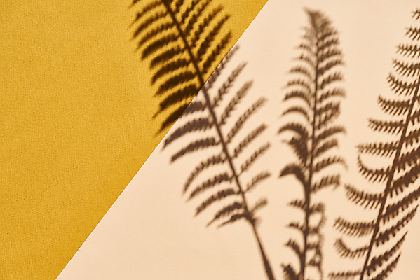 포토 JPG 스튜디오촬영 식물 백그라운드 잎 실내 그림자 누끼 사람없음 오브젝트 노란배경 몽환 베이지색배경 국내포토 컨셉 내부 노란색 베이지색 파일형식