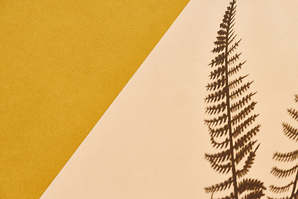 포토 JPG 스튜디오촬영 식물 백그라운드 잎 실내 그림자 누끼 사람없음 오브젝트 노란배경 몽환 베이지색배경 국내포토 컨셉 내부 노란색 베이지색 파일형식