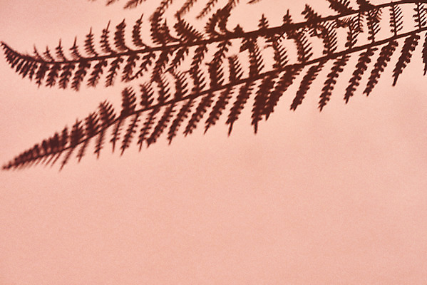 포토 JPG 스튜디오촬영 식물 백그라운드 잎 실내 그림자 누끼 사람없음 오브젝트 몽환 분홍색배경 국내포토 분홍색 컨셉 내부 파일형식