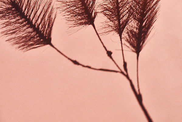 포토 JPG 스튜디오촬영 식물 백그라운드 잎 실내 그림자 누끼 사람없음 오브젝트 몽환 분홍색배경 국내포토 분홍색 컨셉 내부 파일형식