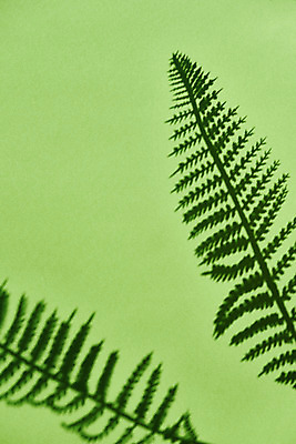 포토 JPG 스튜디오촬영 식물 백그라운드 잎 실내 그림자 누끼 사람없음 오브젝트 몽환 초록배경 국내포토 컨셉 내부 초록색 파일형식