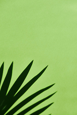 포토 JPG 스튜디오촬영 식물 백그라운드 잎 실내 그림자 누끼 사람없음 오브젝트 몽환 초록배경 국내포토 컨셉 내부 초록색 파일형식