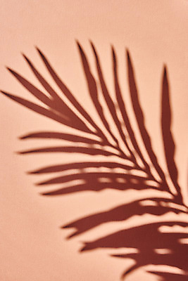 포토 JPG 스튜디오촬영 식물 백그라운드 잎 실내 그림자 누끼 사람없음 오브젝트 몽환 분홍색배경 국내포토 분홍색 컨셉 내부 파일형식