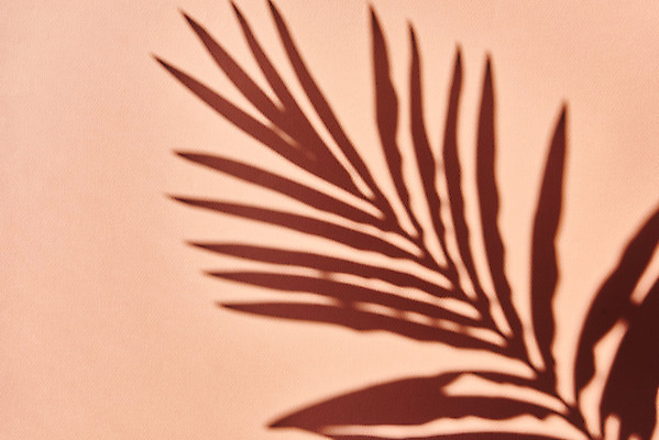 포토 JPG 스튜디오촬영 식물 백그라운드 잎 실내 그림자 누끼 사람없음 오브젝트 몽환 분홍색배경 국내포토 분홍색 컨셉 내부 파일형식