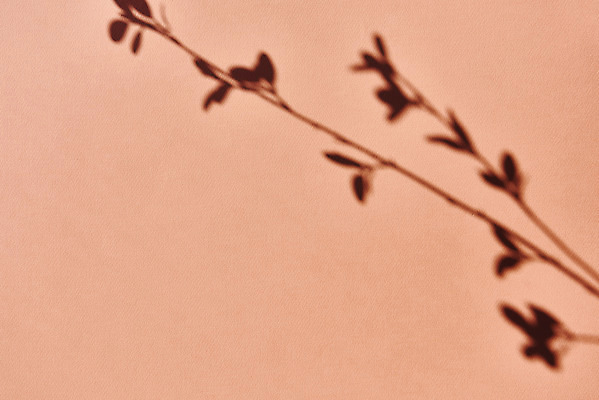 포토 JPG 스튜디오촬영 식물 백그라운드 잎 실내 그림자 누끼 사람없음 오브젝트 몽환 분홍색배경 국내포토 분홍색 컨셉 내부 파일형식