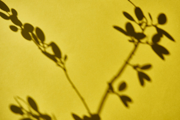 포토 JPG 스튜디오촬영 식물 백그라운드 잎 실내 그림자 누끼 사람없음 오브젝트 노란배경 몽환 국내포토 컨셉 내부 노란색 파일형식