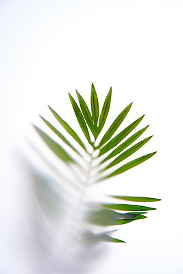 포토 JPG 스튜디오촬영 식물 백그라운드 잎 실내 그림자 누끼 사람없음 오브젝트 흰배경 반투명 몽환 국내포토 컨셉 내부 흰색 파일형식