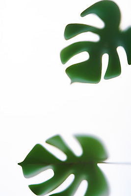 포토 JPG 스튜디오촬영 백그라운드 실내 그림자 누끼 사람없음 오브젝트 흰배경 몬스테라 반투명 몽환 국내포토 식물 컨셉 내부 흰색 파일형식