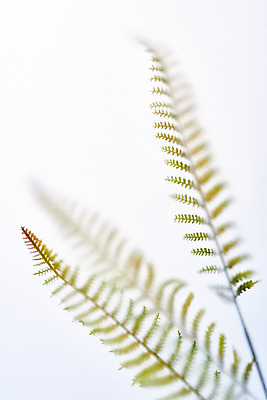 포토 JPG 스튜디오촬영 식물 백그라운드 잎 실내 그림자 누끼 사람없음 오브젝트 흰배경 반투명 몽환 국내포토 컨셉 내부 흰색 파일형식