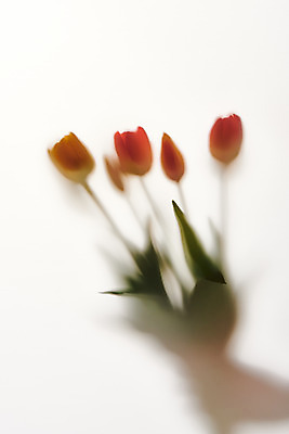 포토 JPG 스튜디오촬영 꽃 백그라운드 실내 그림자 누끼 사람없음 오브젝트 흰배경 반투명 몽환 국내포토 식물 컨셉 내부 흰색 파일형식