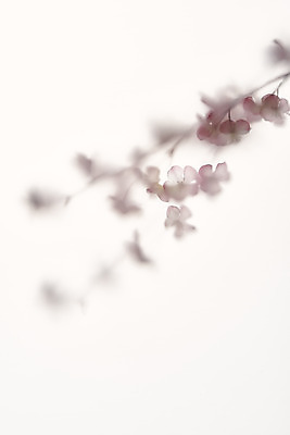 포토 JPG 스튜디오촬영 백그라운드 실내 그림자 누끼 사람없음 흰색 오브젝트 흰배경 꽃가지 반투명 몽환 국내포토 꽃 컬러 컨셉 내부 나뭇가지 파일형식