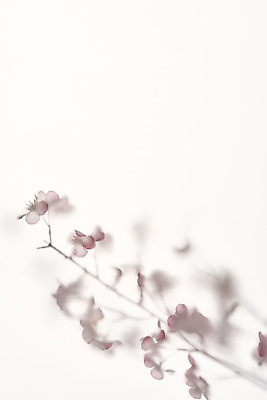 포토 JPG 스튜디오촬영 백그라운드 실내 그림자 누끼 사람없음 흰색 오브젝트 흰배경 꽃가지 반투명 몽환 국내포토 꽃 컬러 컨셉 내부 나뭇가지 파일형식