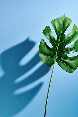 포토 JPG 스튜디오촬영 식물 백그라운드 실내 그림자 누끼 사람없음 오브젝트 파란배경 몬스테라 몽환 국내포토 컨셉 내부 파란색 파일형식