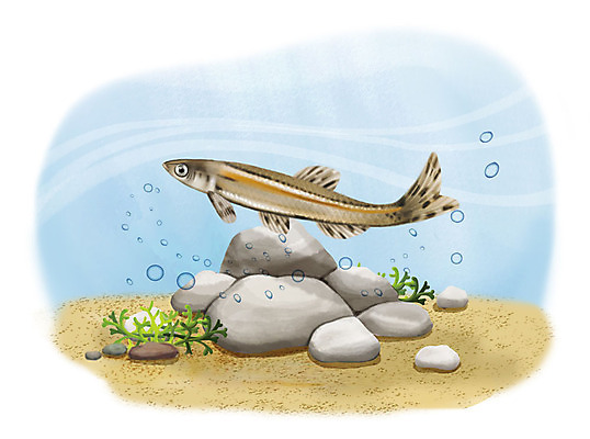 PSD 한마리 모래 일러스트 어류 사람없음 수중 수영 돌_바위 조약돌 물방울 국내일러스트 1 수중동물 수상스포츠 파일형식