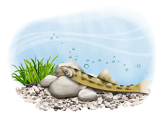 PSD 한마리 일러스트 어류 사람없음 수중 수영 돌_바위 조약돌 물방울 흰수마자 국내일러스트 1 수중동물 수상스포츠 민물고기 파일형식