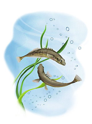 PSD 한쌍 두마리 일러스트 어류 사람없음 수중 수영 물방울 가시고기 국내일러스트 2 수중동물 수상스포츠 민물고기 파일형식