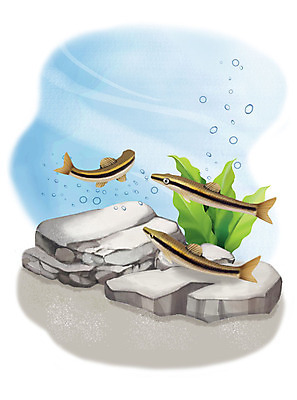 PSD 일러스트 세마리 어류 사람없음 수중 수영 돌_바위 조약돌 물방울 가는돌고기 국내일러스트 3 수중동물 수상스포츠 파일형식