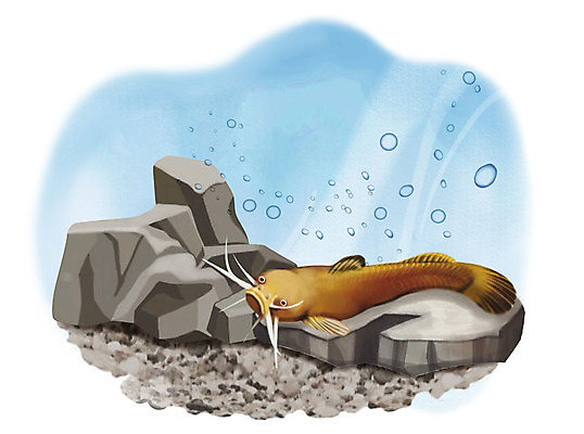 PSD 한마리 일러스트 어류 사람없음 수중 수영 돌_바위 조약돌 물방울 퉁사리 국내일러스트 1 수중동물 수상스포츠 민물고기 파일형식