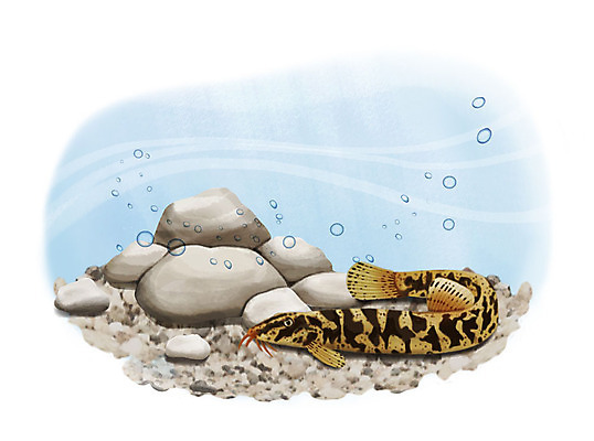 PSD 한마리 일러스트 어류 사람없음 수중 수영 돌_바위 조약돌 물방울 얼룩새코미꾸리 국내일러스트 1 수중동물 수상스포츠 민물고기 파일형식