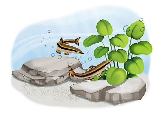 PSD 한쌍 두마리 일러스트 어류 사람없음 수중 수영 돌_바위 조약돌 물방울 감돌고기 국내일러스트 2 수중동물 수상스포츠 민물고기 파일형식