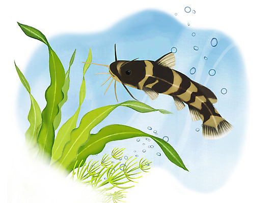 PSD 한마리 일러스트 어류 사람없음 수중 수영 물방울 꼬치동자개 국내일러스트 1 수중동물 수상스포츠 파일형식 동자개