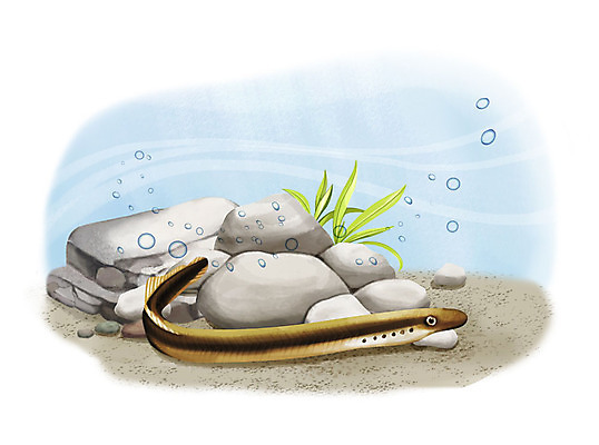 PSD 한마리 일러스트 어류 사람없음 수중 수영 돌_바위 조약돌 물방울 다묵장어 국내일러스트 1 수중동물 수상스포츠 민물고기 파일형식