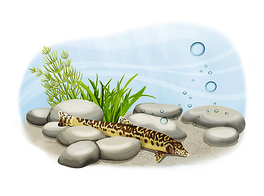 PSD 한마리 일러스트 어류 사람없음 수중 수영 돌_바위 조약돌 물방울 미호종개 국내일러스트 1 수중동물 수상스포츠 민물고기 파일형식