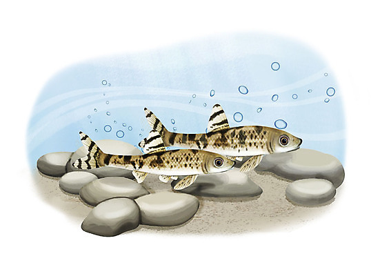 PSD 한쌍 두마리 일러스트 어류 사람없음 수중 수영 돌_바위 조약돌 물방울 어름치 국내일러스트 2 수중동물 수상스포츠 민물고기 파일형식