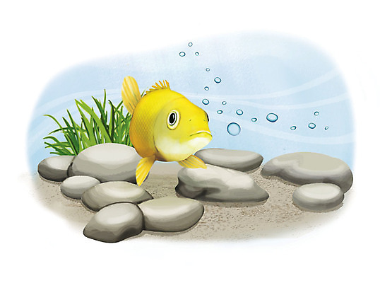 PSD 한마리 일러스트 어류 사람없음 수중 수영 돌_바위 조약돌 물방울 황쏘가리 국내일러스트 1 수중동물 수상스포츠 민물고기 파일형식