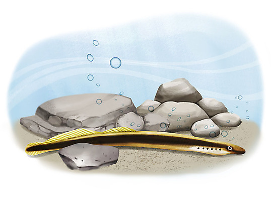 PSD 한마리 일러스트 어류 사람없음 수중 수영 돌_바위 조약돌 물방울 다묵장어 국내일러스트 1 수중동물 수상스포츠 민물고기 파일형식