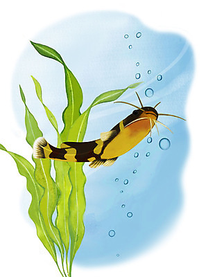 PSD 한마리 일러스트 어류 사람없음 수중 수영 물방울 꼬치동자개 국내일러스트 1 수중동물 수상스포츠 파일형식 동자개